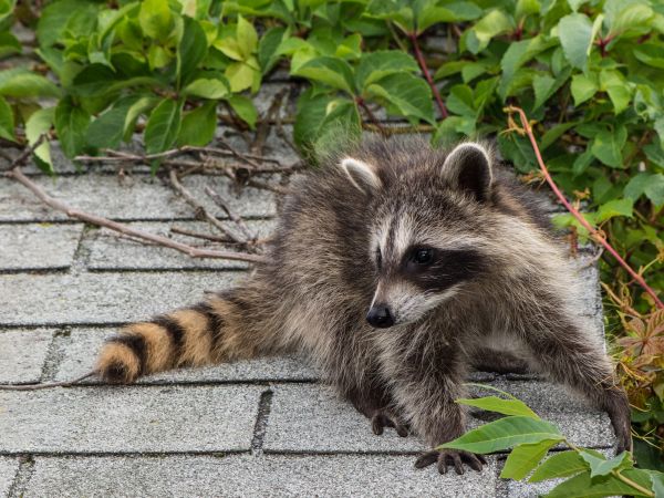 Baltimore Wildlife Removal
