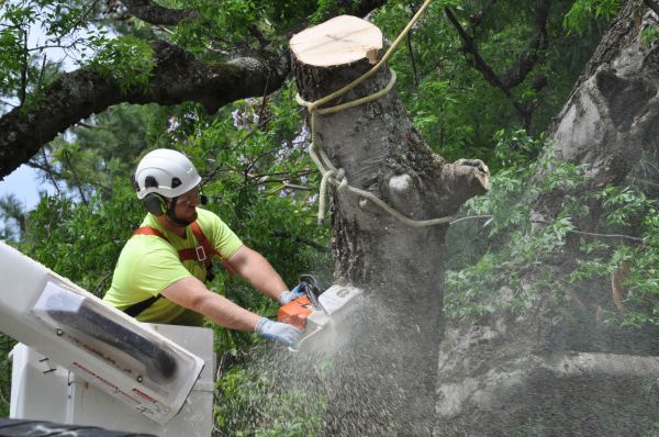 Baltimore Tree Trimming