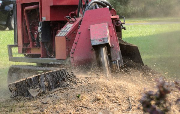 Baltimore Tree Removal